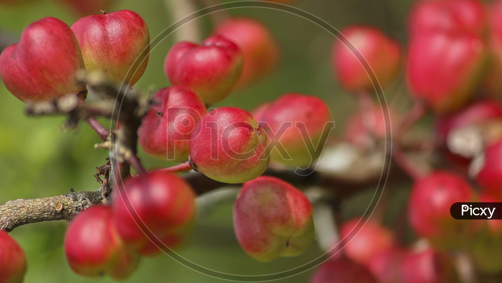 Red fruit