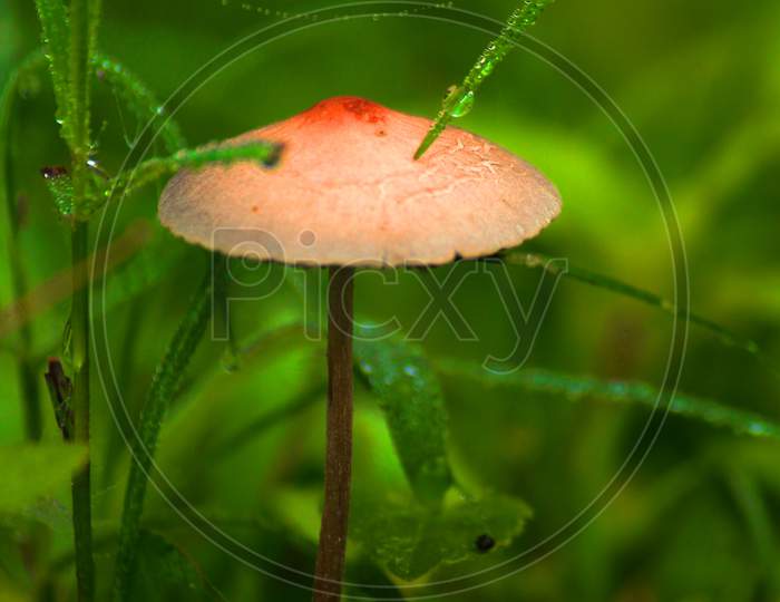 Single Mushroom In A Patch Of Moss Hidden By Grass