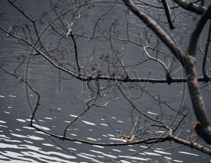 Beautiful Picture Of Lake And Tree Branches