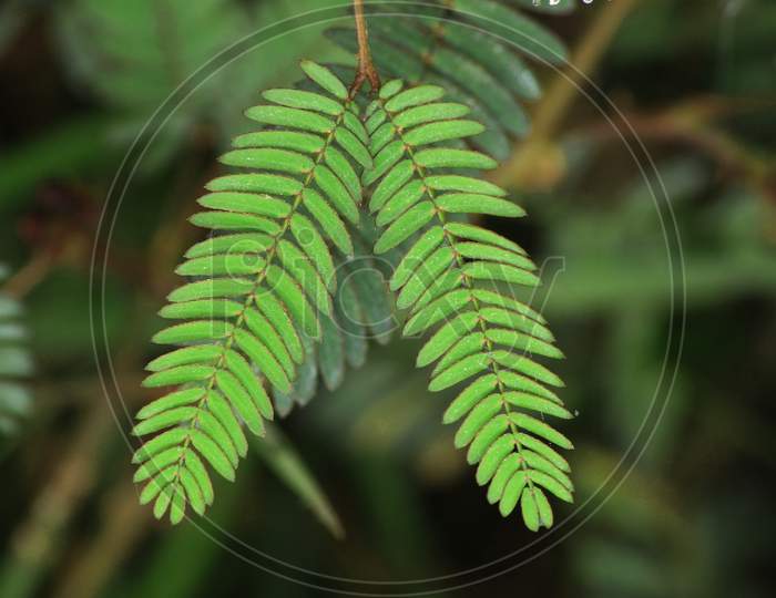 Shameplant(Mimosa Pudica), Leaf Before And After Touching