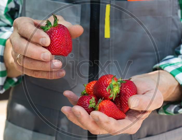 Senior Man, Farmer Worker Hands With Homegrown Harvest Of Strawberries