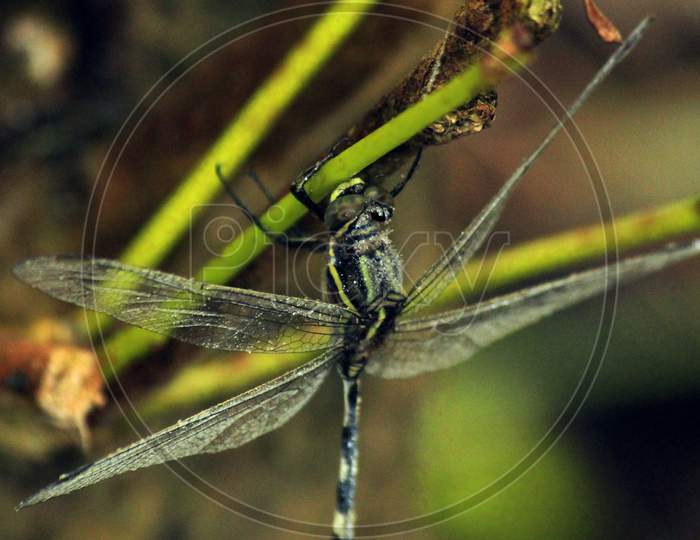 Dragonfly Sitting On Branch