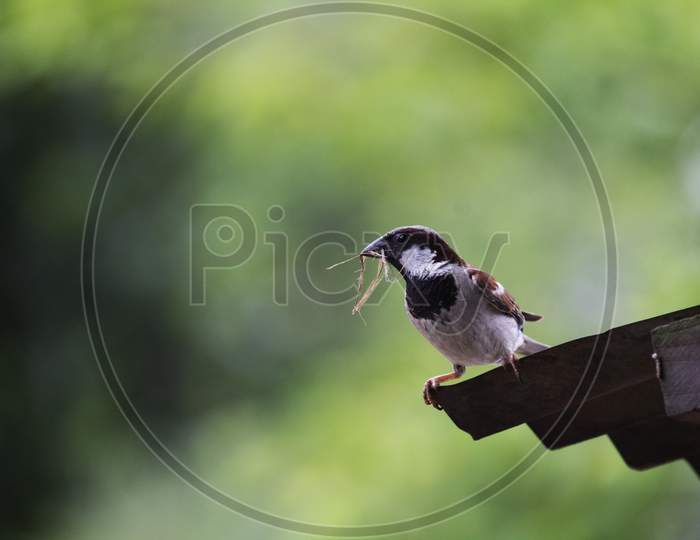 Common House Sparrow Sitting On Satara