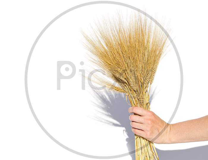 Woman Hand Hold Wheat Ears Isolated On The White Background With Copy Space.