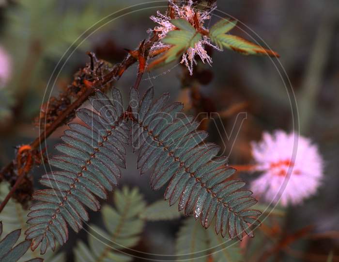 Shameplant(Mimosa Pudica), Leaf Before And After Touching.