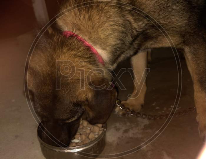 Pet dog eating food