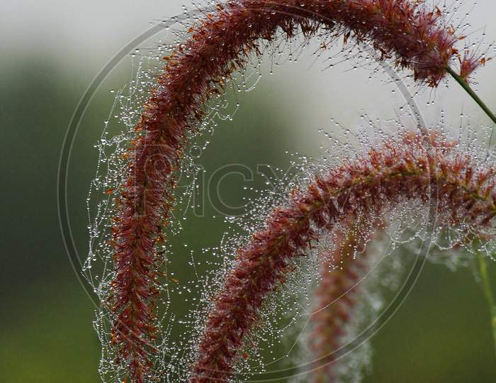 Pennisetum Polystachion The Mission Grass On A Morning Dew