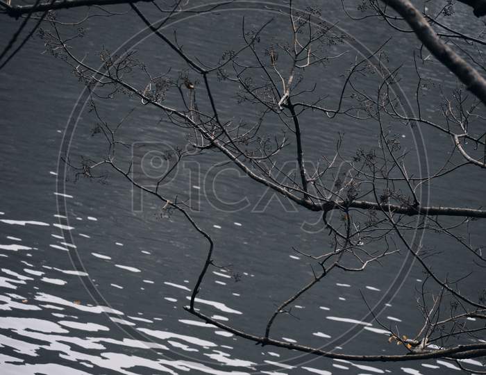 Beautiful Picture Of Lake And Tree Branches In Uttarakhand India