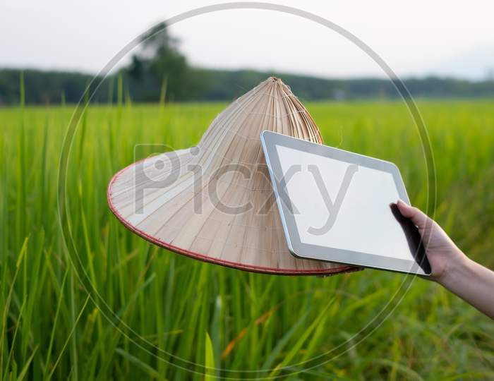 Woman Farmer Hand Holding Tablet And Palm Leaf Hat While In Green Rice Seedlings At A Paddy Field With Beautiful Sky And Cloud