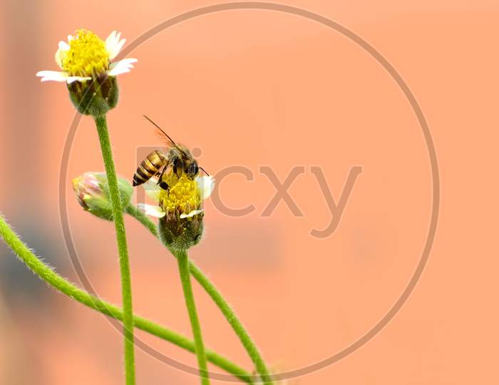 Honey Bee Drinking Honey in the Flower
