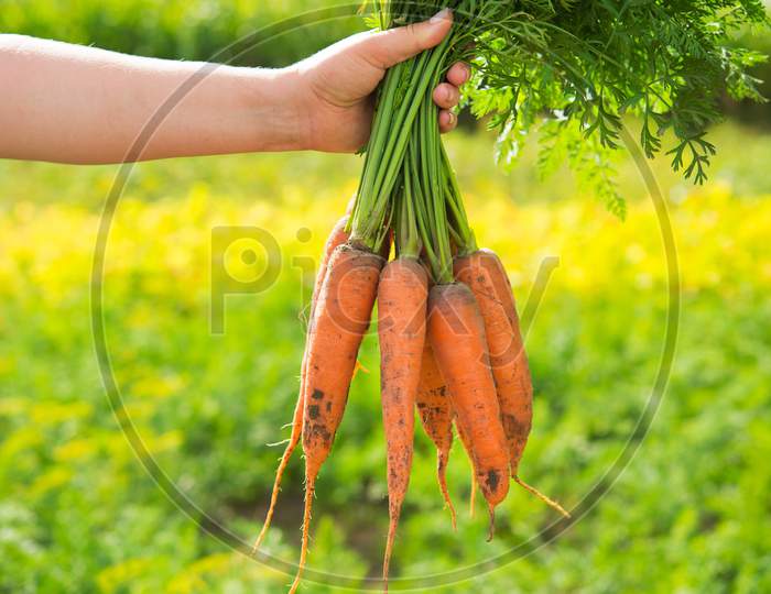 Woman Farmer Holds Fresh Carrots Just Ripped From The Field