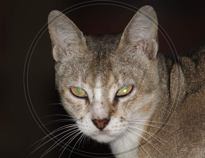 Female cat looking front