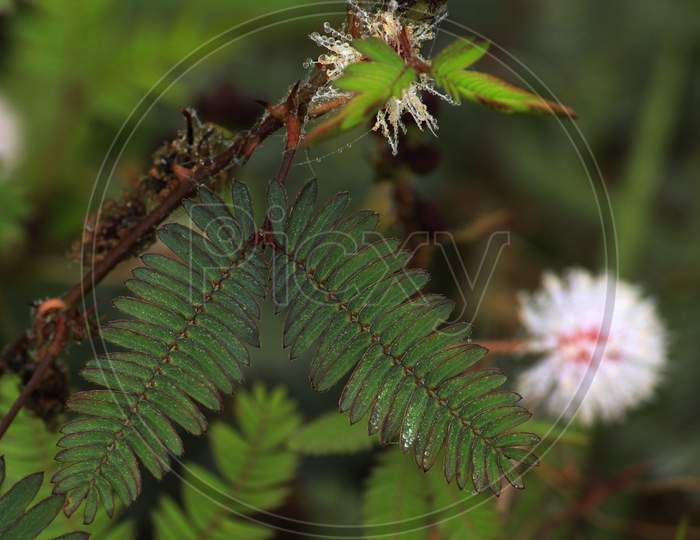 Shameplant(Mimosa Pudica), Leaf Before And After Touching.