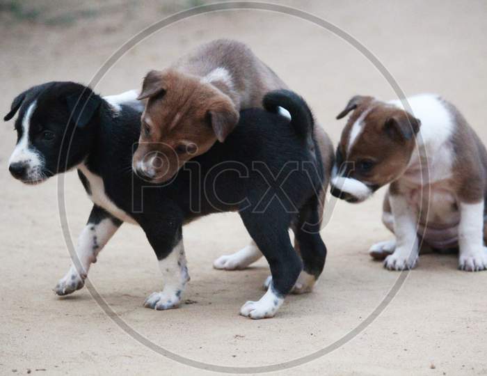 Cute Little Indian Puppies Playing Together.