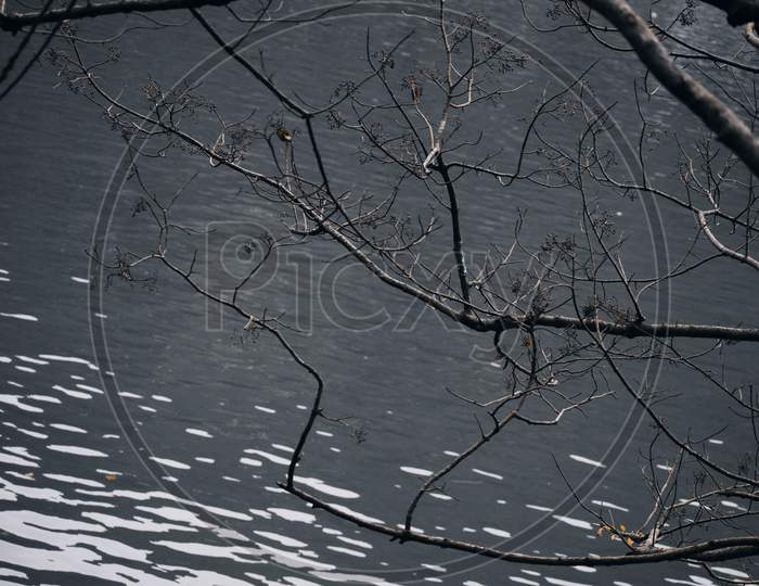 Beautiful Picture Of Lake And Tree Branches In Uttarakhand