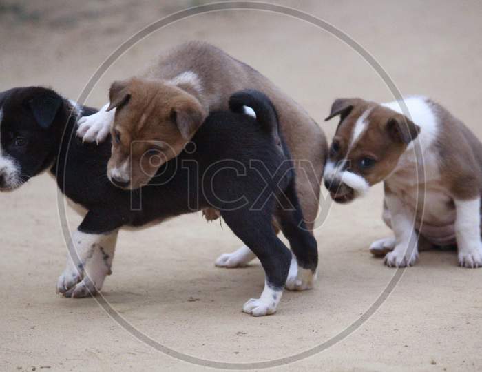 Cute Little Indian Puppies Playing Together.