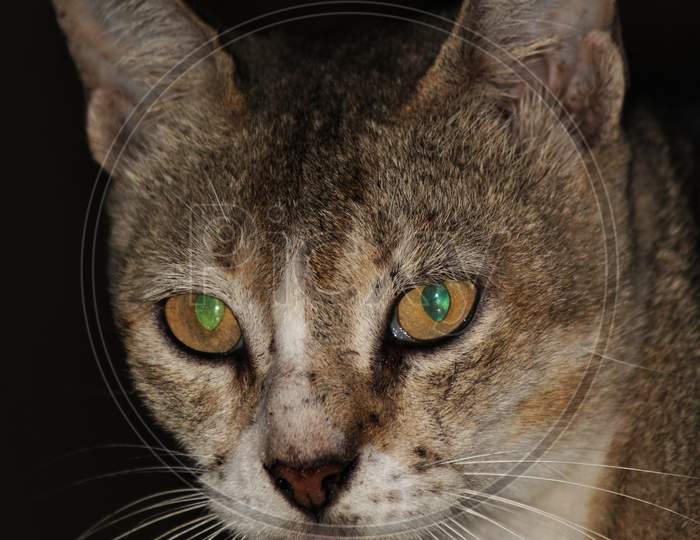 Female cat looking front