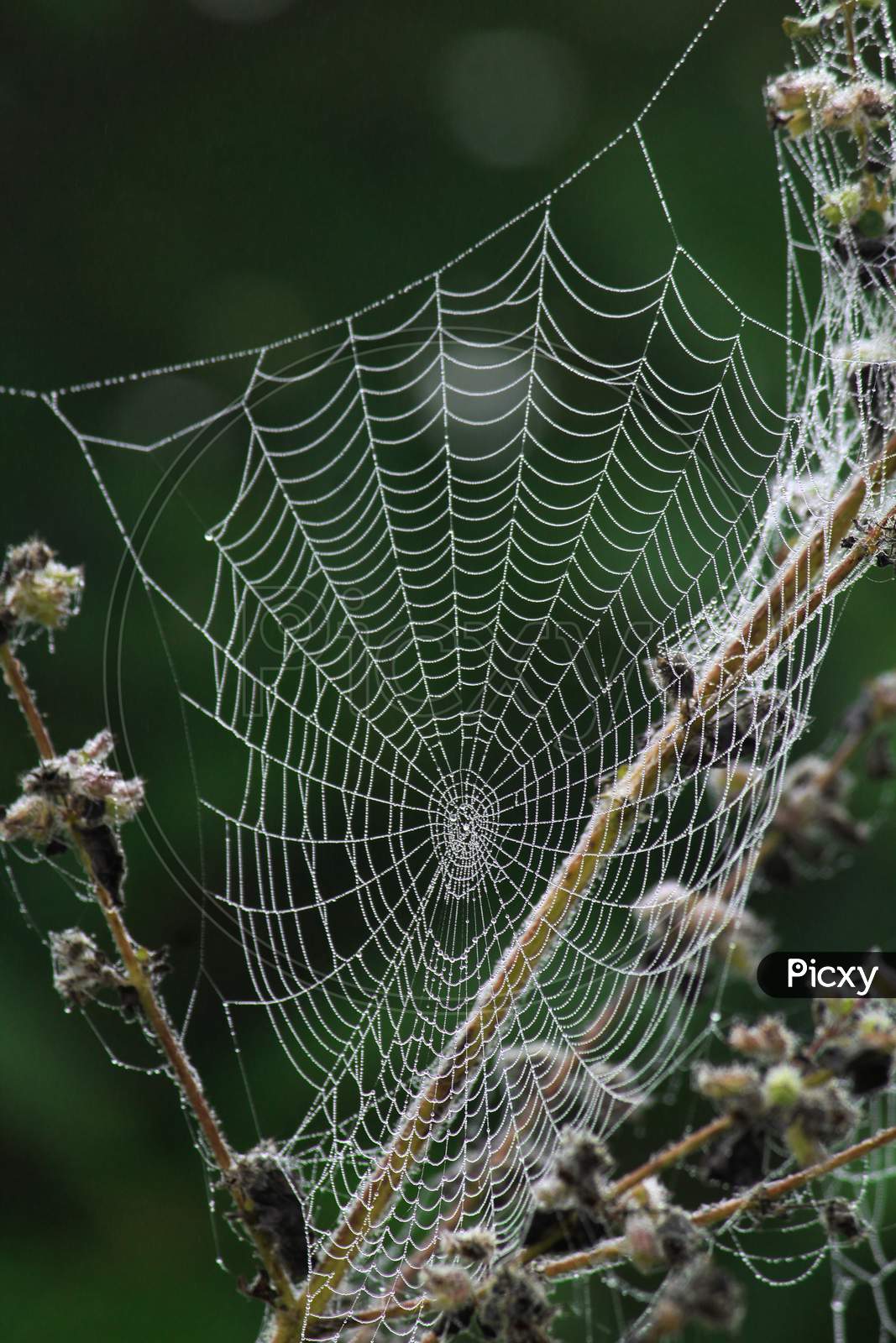 Spider Web With Morning Dew