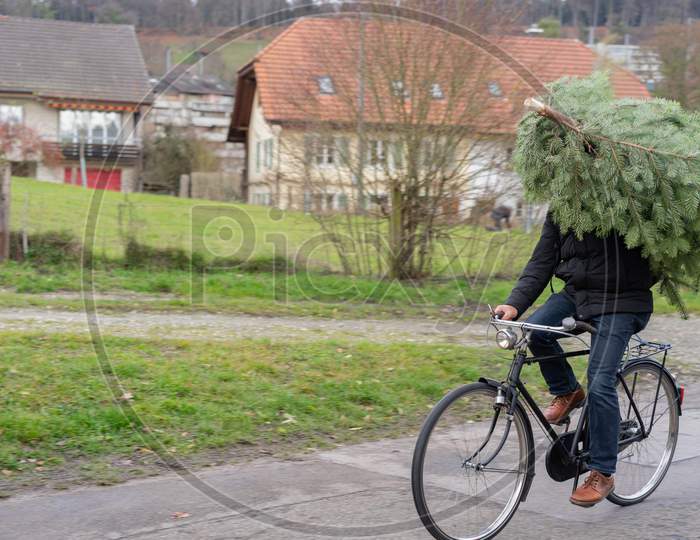 Christmas Tree Shopping By Bicycle. Carefree Doing Everything By Bicycle.