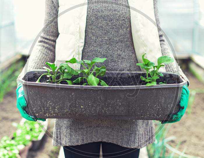 Woman'S Hand Holding Container With Seedlings.