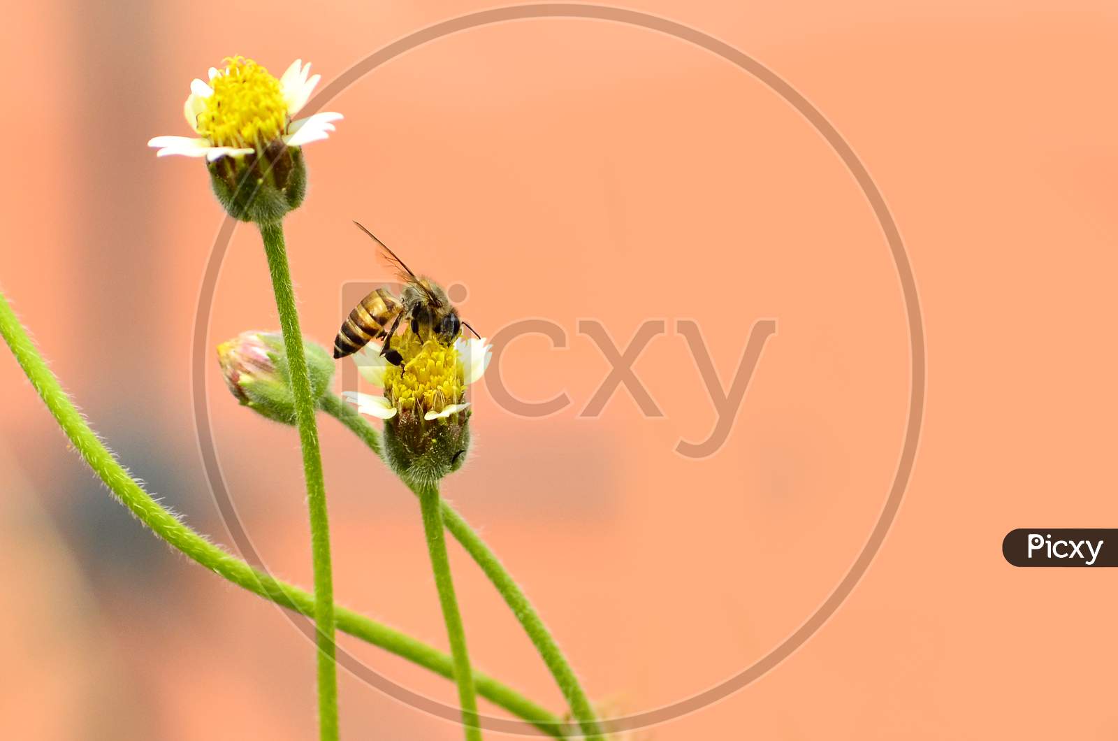 Honey Bee Drinking Honey in the Flower