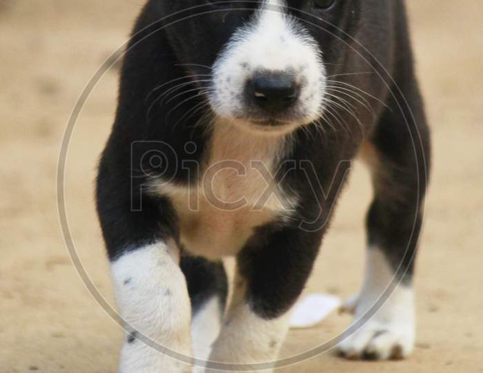 Cute indian puppy walking on ground