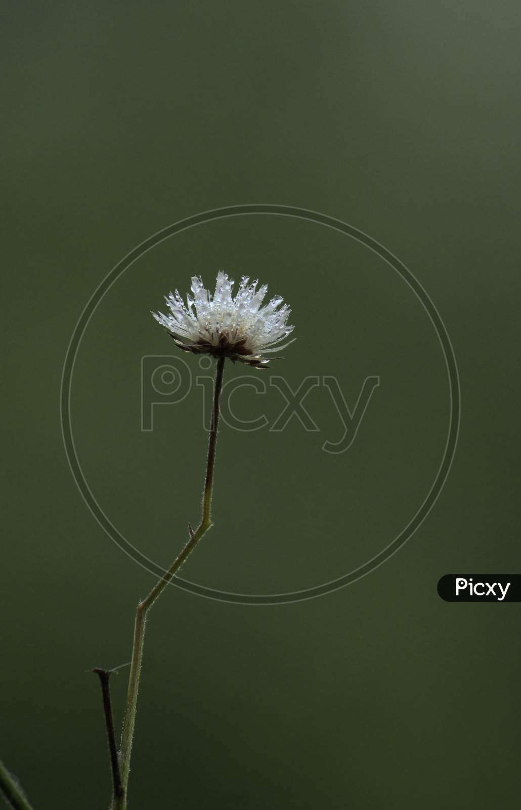 Cyanthilium Cinereum Flower In dew Drop
