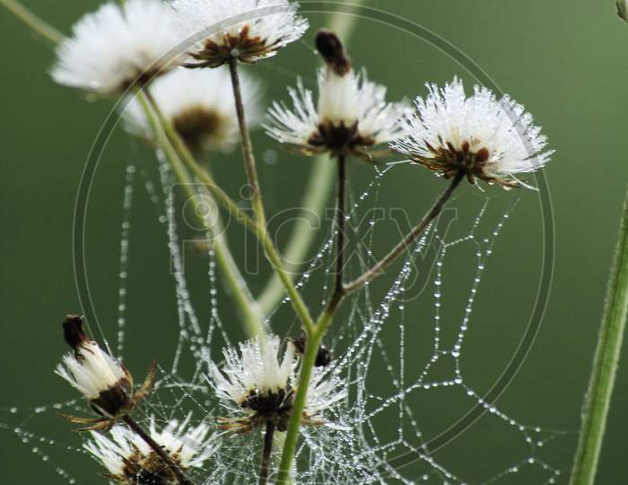 Cyanthilium Cinereum Flower Cover With Spider Web