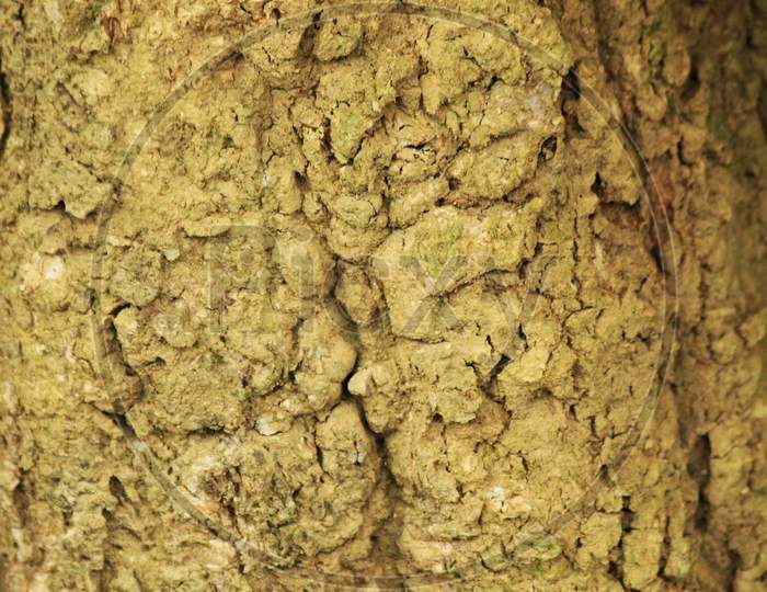 Background Texture Of Tree Bark. Dry Bark Of The Tree