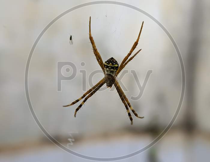 Argiope keyserlingi spider on garden yellow spider