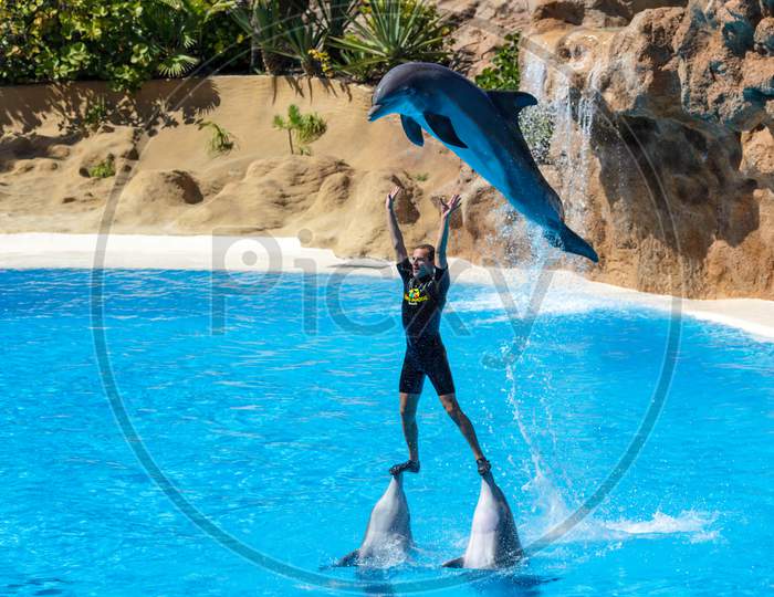 Dolphin Show At Loro Parque