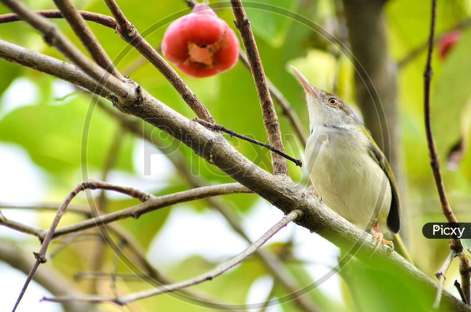 Tailor Bird Looking at the Fruit