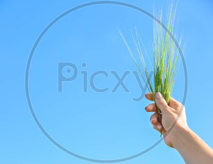 Woman Holding Wheat Spikelets On Blue Sky Background