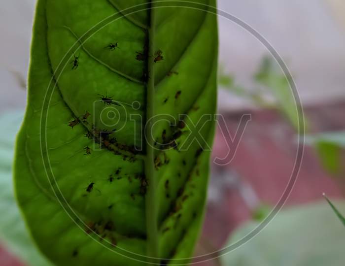Oleander aphid species on leaf Aphis nerii species small species