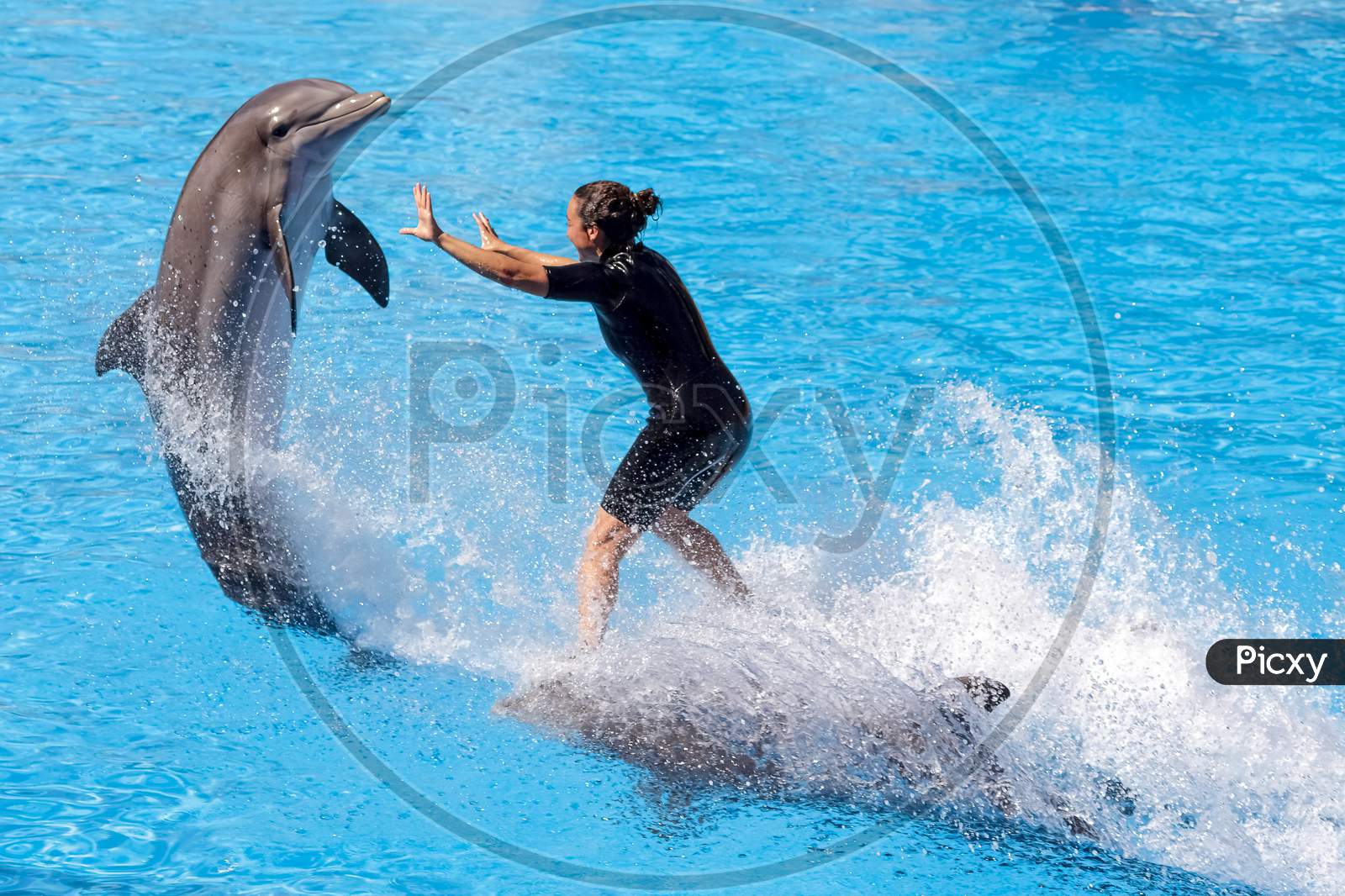 Dolphin Show At Loro Parque
