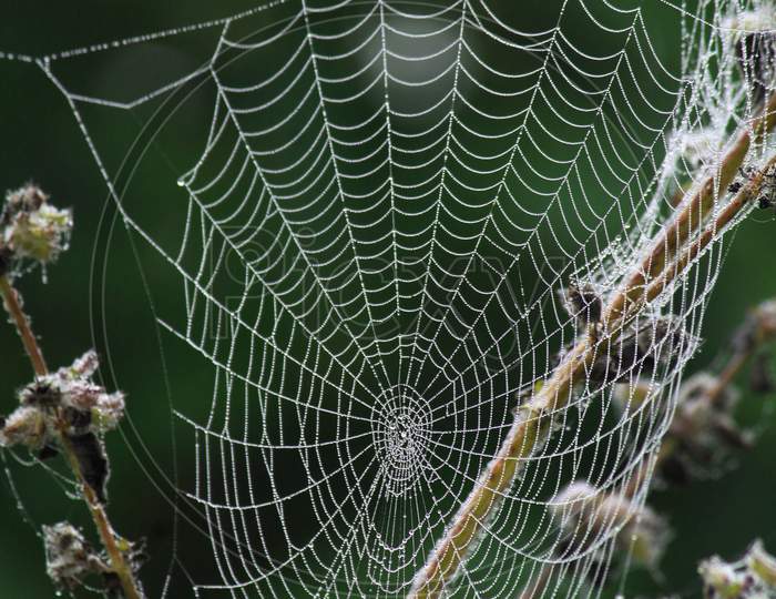 Spider Web With Morning Dew