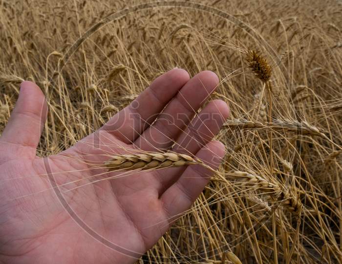 Wheat Stalk In The Palm Of Your Hand, Man Assesses The Quality Of The Crop.