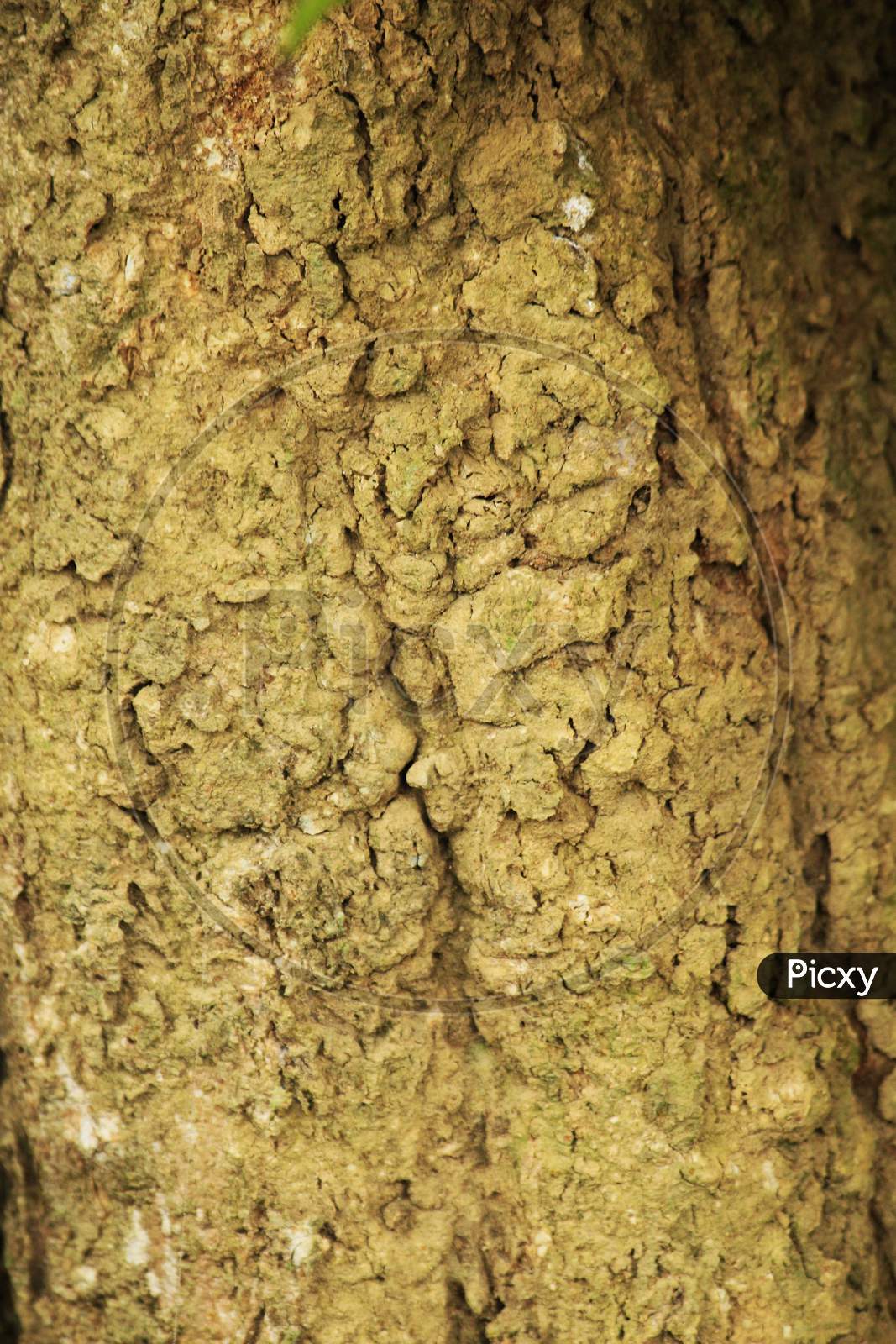 Background Texture Of Tree Bark. Dry Bark Of The Tree