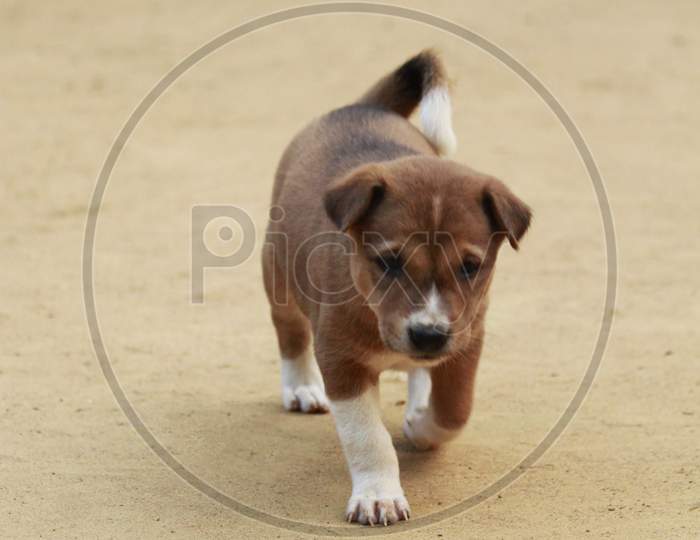 Cute indian puppy walking on ground