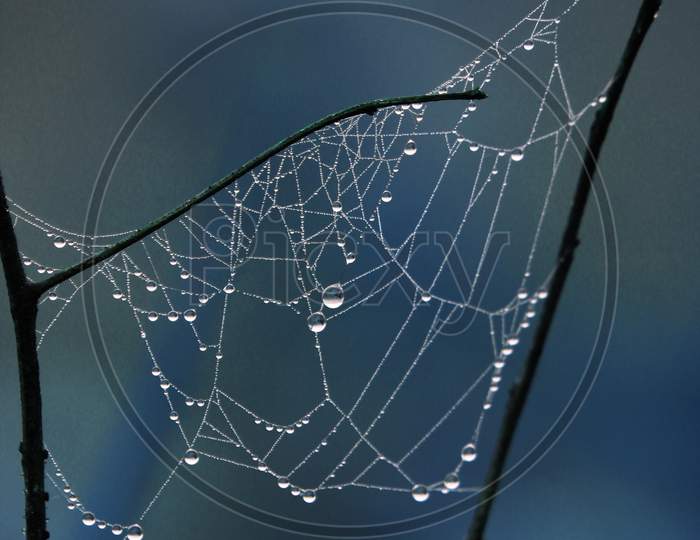 Spider Web In The Morning Dew