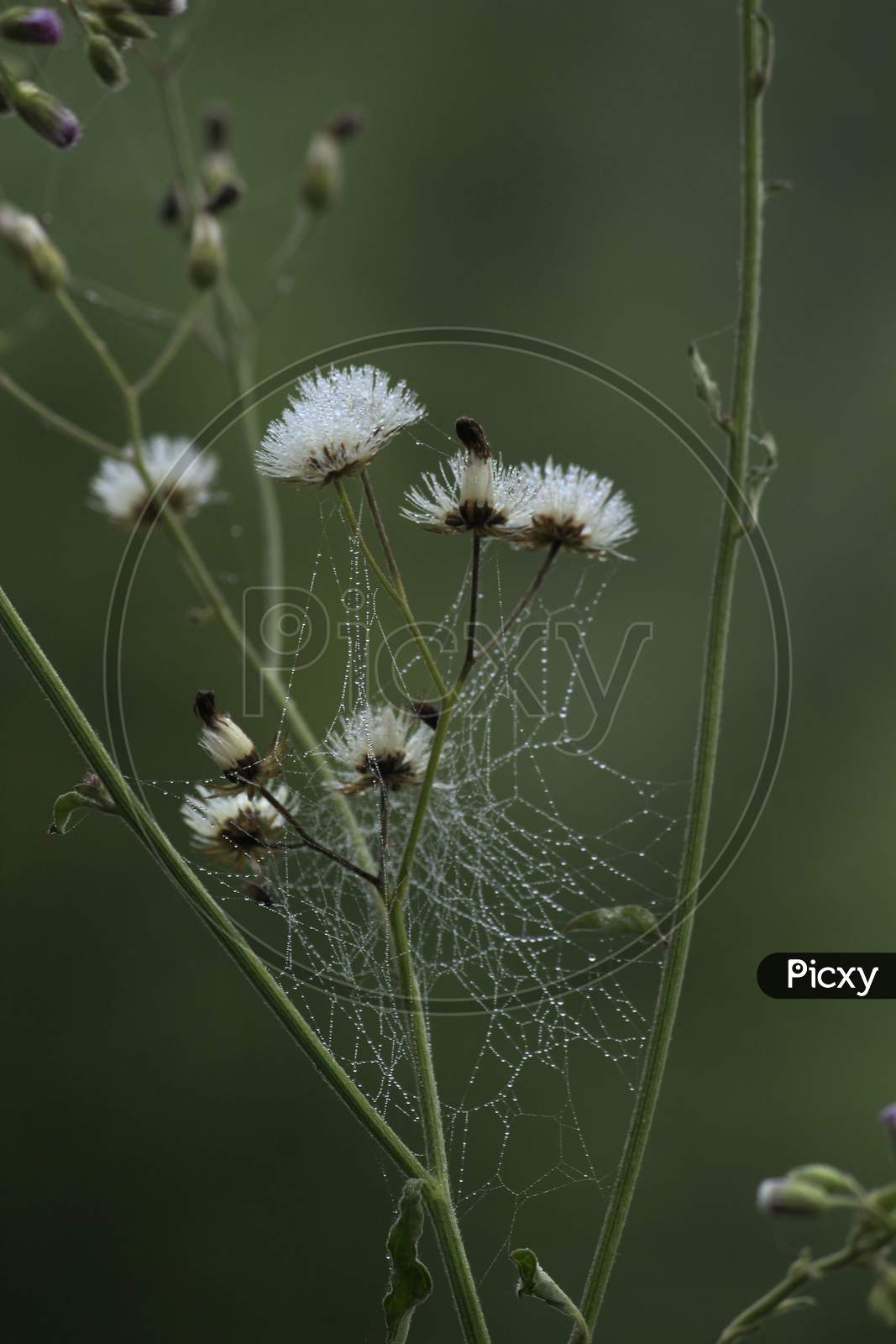 Cyanthilium Cinereum Flower Cover With Spider Web