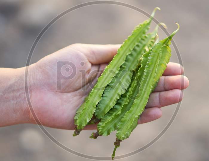 Winged Bean Pods In Farmer Hands. U Thaitanee Province, Thailand