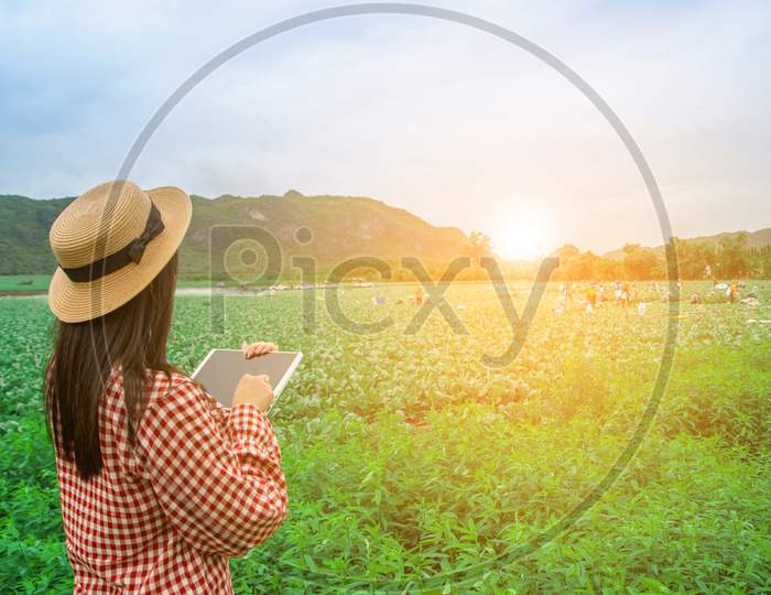 Tablet In The Hands Of Farmers Vegetable Farm With Technology