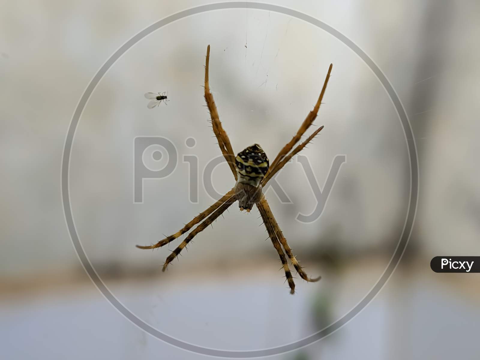 Argiope keyserlingi spider on garden yellow spider
