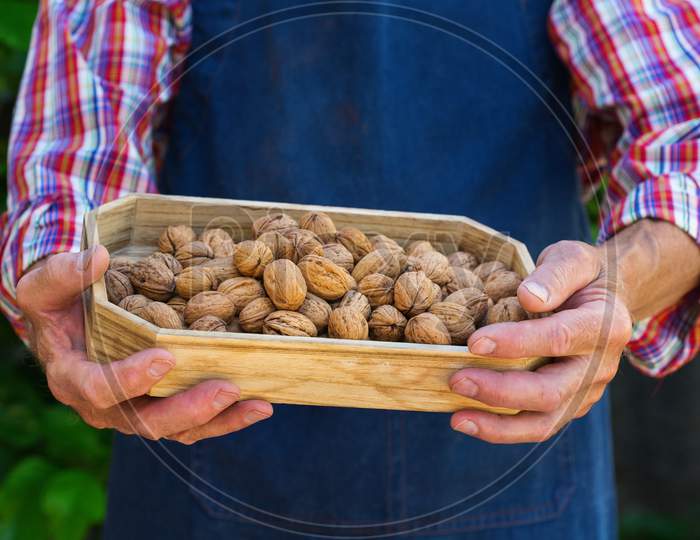 Senior Man, Farmer Worker Holding Harvest Of Organic Walnut