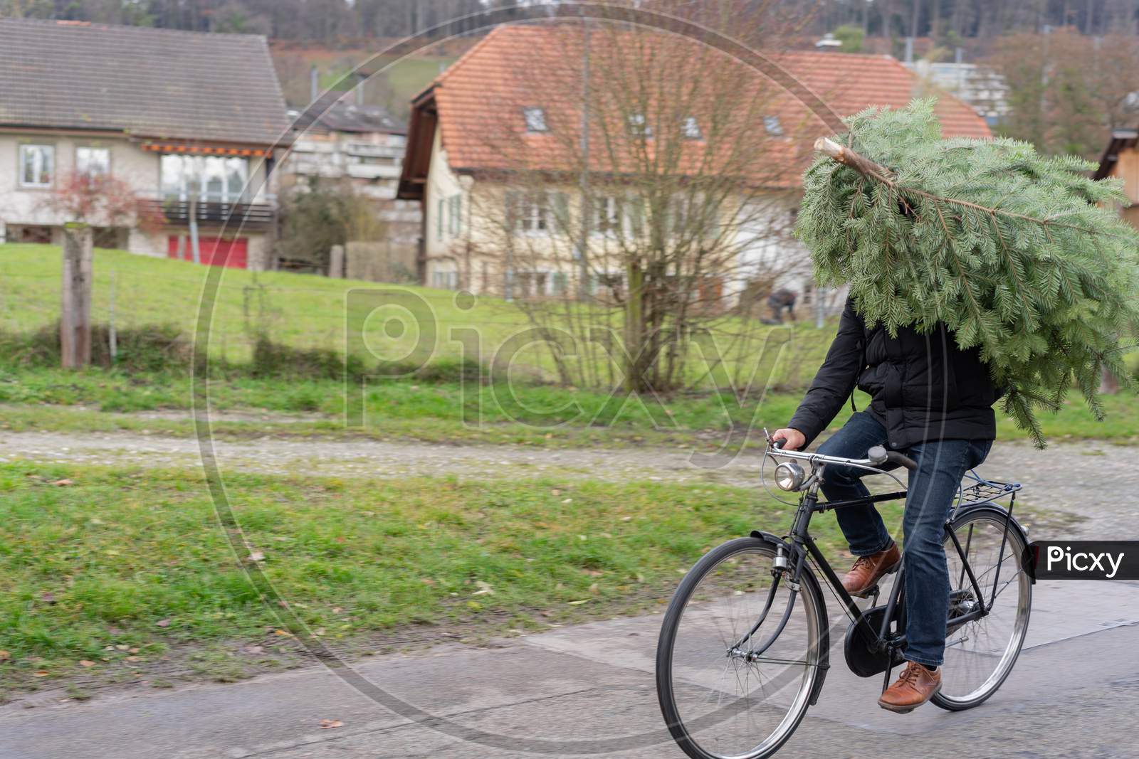 Christmas Tree Shopping By Bicycle. Carefree Doing Everything By Bicycle.