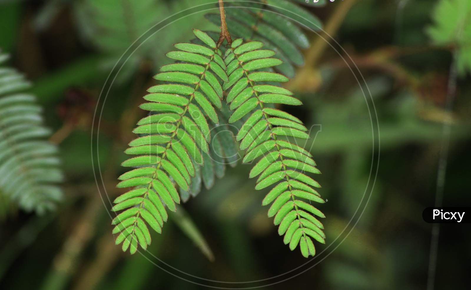 Shameplant(Mimosa Pudica), Leaf Before And After Touching