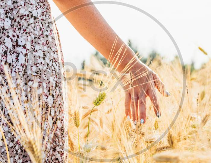 Woman Hand Touching Golden Wheat
