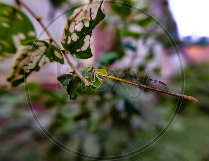 Ceriagrion coromandelianum species on leaf green leaves plant to sit Ceriagrion species garder ceriagrion species fly