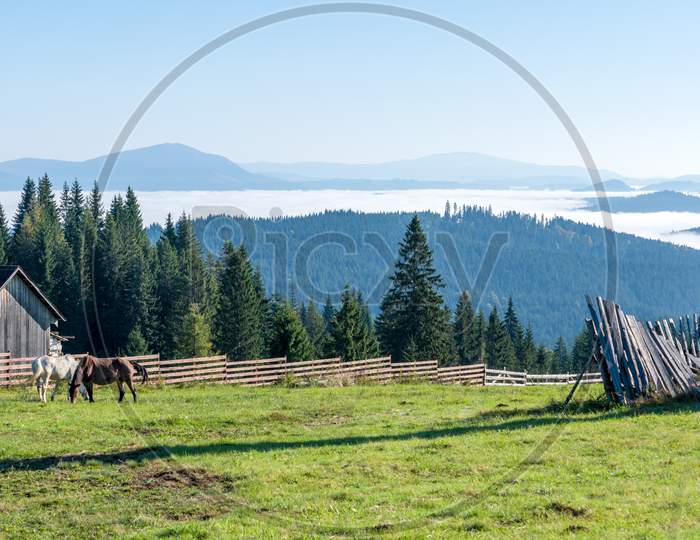 Bistrita, Transylvania/Romania - September 18 : Horses Grazing On A Farm Near Bistrita Transylvania Romania On September 18, 2018